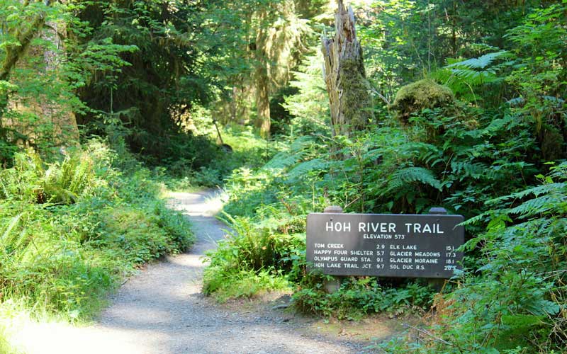 Hoh River Trail - Olympic National Park, WA