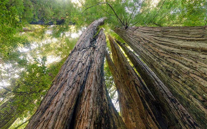 Tall Trees Grove Trail - Redwood National Park, CA