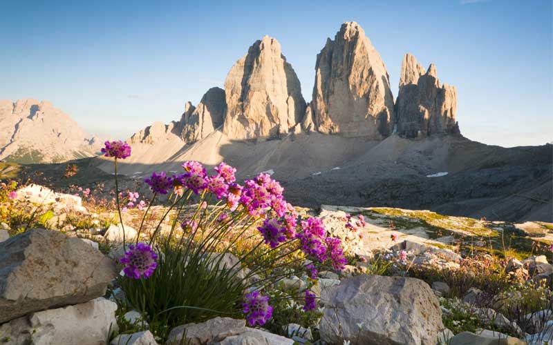 Flowers in foreground and mountains in background