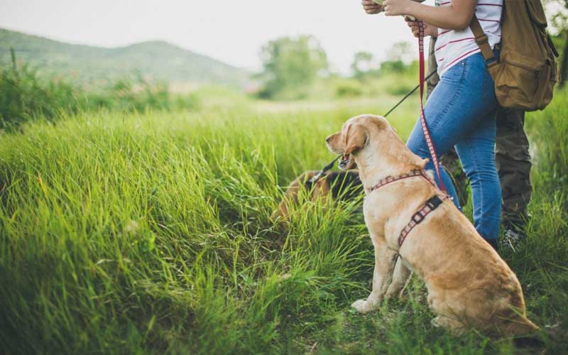 A dog with hikers photograph