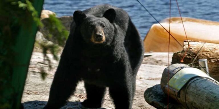 How To Keep Bears Away From Your Campsite?